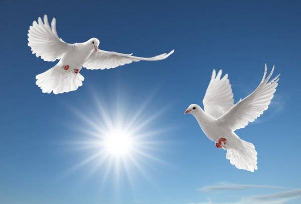 Белые голуби на свадьбу: как выпускать, что означает этот символ и традиция