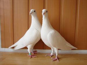 Выпускание голубей на свадьбе: красивое действо или древняя традиция