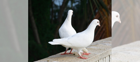 Содержание голубей в домашних условиях : кормление, условия, уход, разведение и здоровье