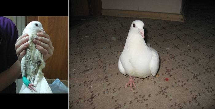 Содержание голубей в домашних условиях : кормление, условия, уход, разведение и здоровье