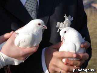 Белые голуби на свадьбу: как их выбрать, как правильно запускать, какие приметы с ними связаны