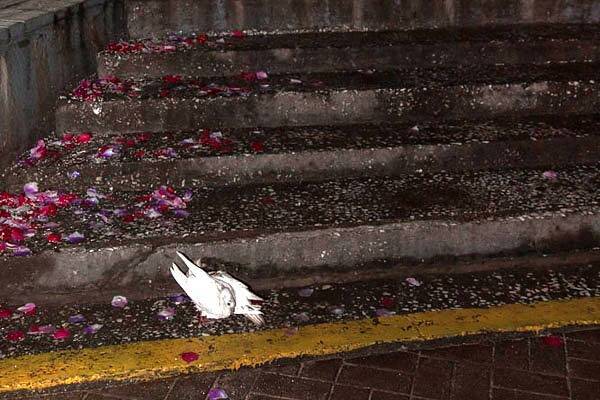 Голуби на свадьбу (29 фото): символом чего являются летящие белые свадебные птицы? откуда появилась традиция выпускать голубей?